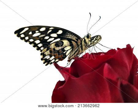 close up photo of rare tropical butterfly on red rose