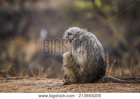 Chacma baboon in Kruger national park, South Africa ; Specie Papio ursinus family of Cercopithecidae