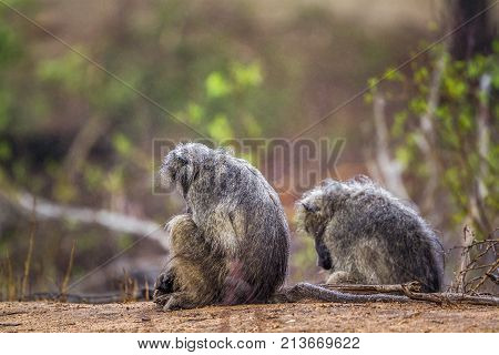 Chacma baboon in Kruger national park, South Africa ; Specie Papio ursinus family of Cercopithecidae