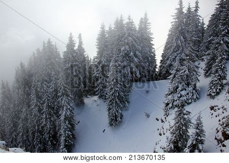 Dramatic clouds surrounding pine trees  in winter