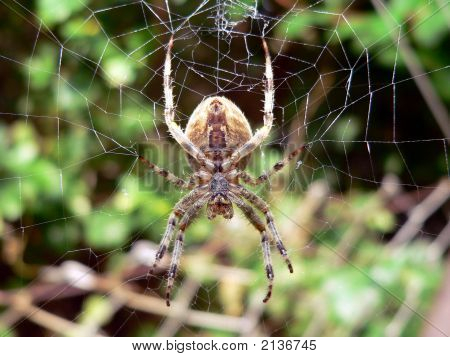 Spider1A