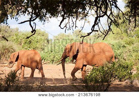 Two elephants walking on safari in the scenery of Kenya