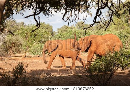 Elephants walking in the scenery of Kenya