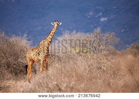 Safari in Kenya a giraffe is watching in the savannah