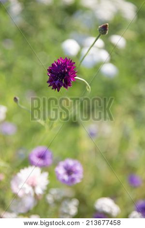 Beautiful meadow field with wild flowers. Spring or summer wildflowers closeup. Health care concept. Rural field. Alternative medicine. Environment.