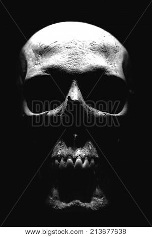 Skull isolated black and white skeleton fear