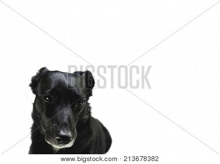 black cute dog isolated on white background