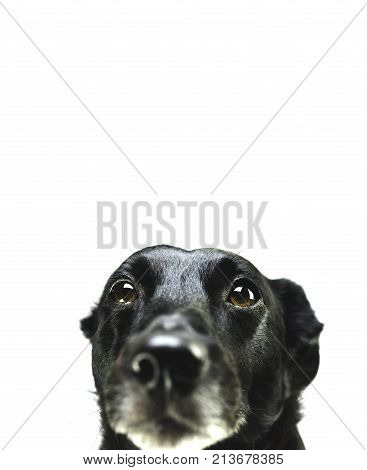 black cute dog isolated on white background