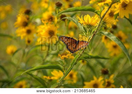 Butterfly on branch with yellow flowers and green leaves on a warm summer day