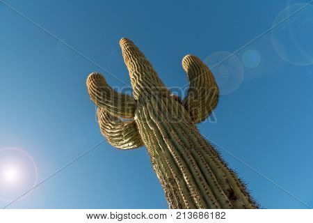 Looking up the length of a Saguaro cactus on a hot sunny day with blue sky and sun flare