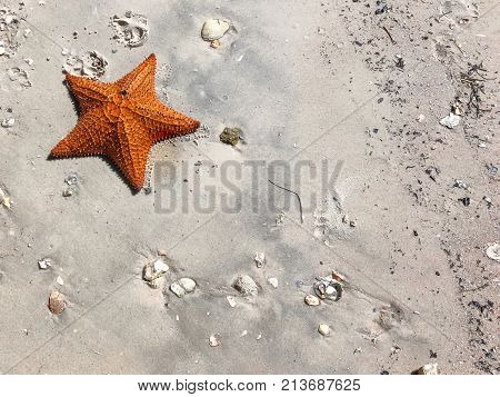 Large Orange Sea Star On The Sand