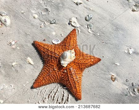 Large Orange Sea Star On The Sand