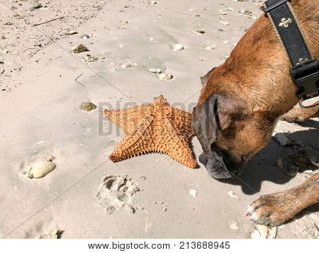 Dog Playing With Starfish (cushion Sea Star) On The Sand