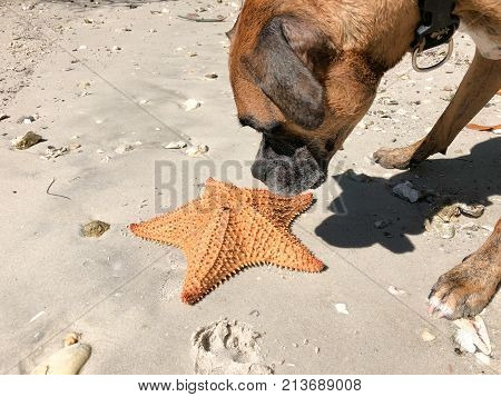 Dog Playing With Starfish (cushion Sea Star) On The Sand