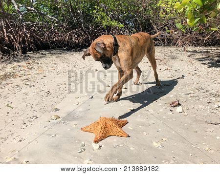 Dog Playing With Starfish (cushion Sea Star) On The Sand