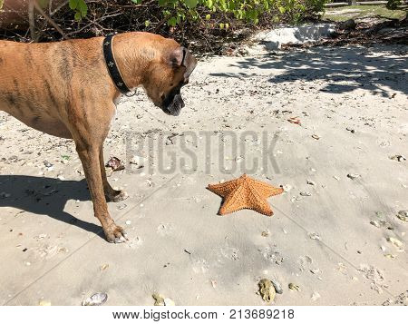 Dog Playing With Starfish (cushion Sea Star) On The Sand