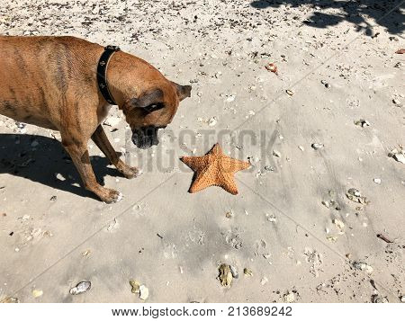 Dog Playing With Starfish (cushion Sea Star) On The Sand