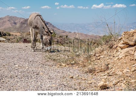 Donkey grazing roadside beside a mountain range in Arizona