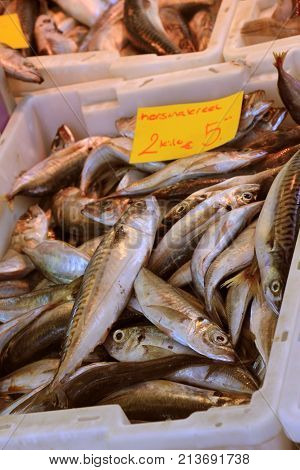 Fresh mackerel on a market stall (tags: price and product information in Dutch mackerel)