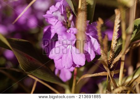 Flowers Of Giant Witchweed (striga Hermonthica)