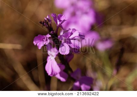 Flowers Of Giant Witchweed (striga Hermonthica)