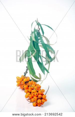 sea buckthorn fresh ripe berries medicinal forest sea buckthorn yellow on a white background
