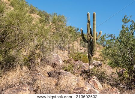 Beautiful Saguaro cactus growing on the side of mountain near rocks in Arizona