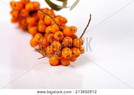 sea buckthorn fresh ripe berries medicinal forest sea buckthorn yellow on a white background