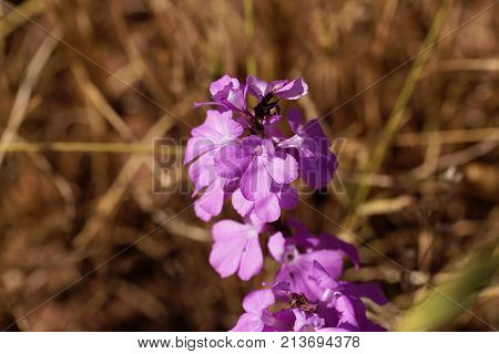 Flowers Of Giant Witchweed (striga Hermonthica)