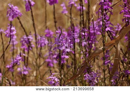 Flowers Of Giant Witchweed (striga Hermonthica)