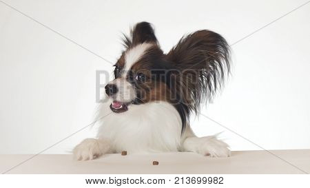 Beautiful young male dog Continental Toy Spaniel Papillon eating a dry food close-up on a white background