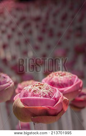 Pink Lotus Flowers Decoration At Flower Market.