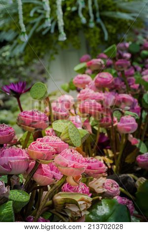 Pink Lotus Flowers Decoration At Flower Market.