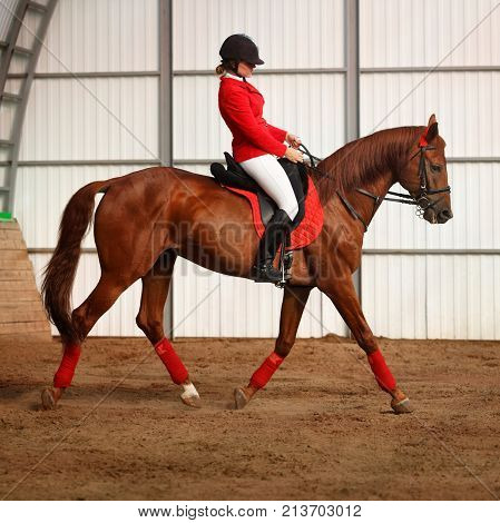 A girl jockey rides a horse in gait in a covered arena. A pedigree horse for equestrian sport.