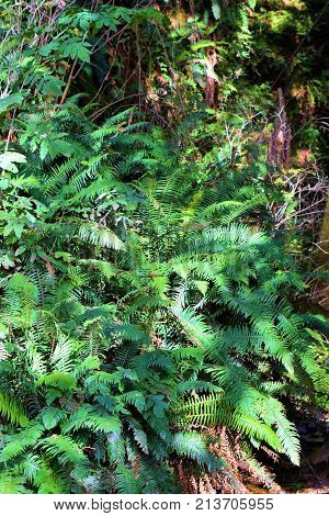 Hillside of lush green ferns taken at a temperate rain forest in the Northern California Coast