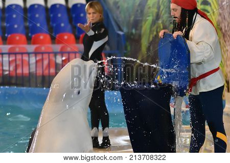 Orenburg, Russia - November 8, 2017 Year: Belukha (lat. Delphinapterus Leucas) In The Dolphinarium