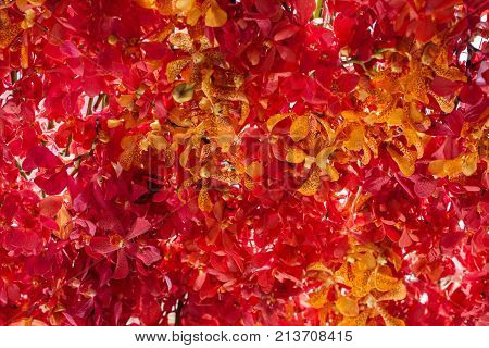 Beautiful Decoration Of Flowers At Pakklong Talad Flower Market