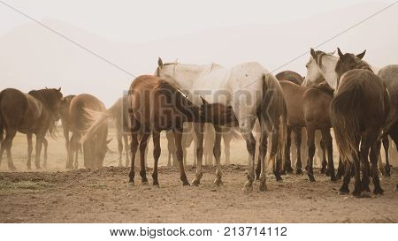Kayseri Turkey August 2017: Group of horses standing in dust