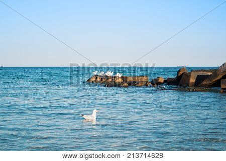 A Seagull Floating On Blue Transparent Waves Of The Sea Lake Ocean Near The Pier And Old Rusty Stone