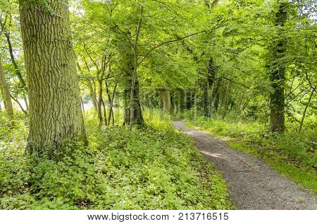 sunny illuminated idyllic forest scenery with dirt road at late summer time