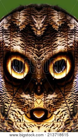 Close up of owl butterfly with huge eyespots on wings collage