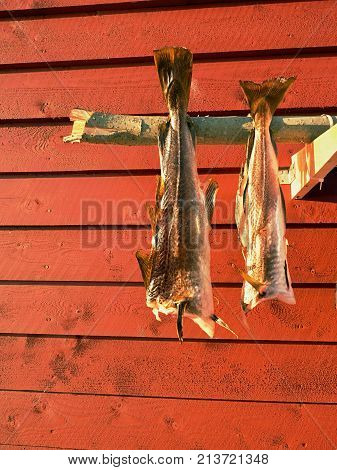 Drying Of Cod Fishes. Unsalted Codfish Dried  By Cold Wind On Wooden Racks. Red Traditional  House