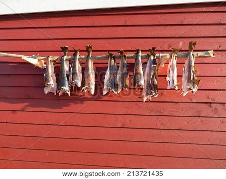 Drying Of Cod Fishes. Unsalted Codfish Dried  By Cold Wind On Wooden Racks. Red Traditional  House