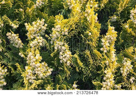 picture of a flowering juniper with white flowers