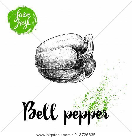 Hand drawn illustration of bell pepper. Sketch style vector capsicum. Health eco food fresh farm drawing isolated on white background.