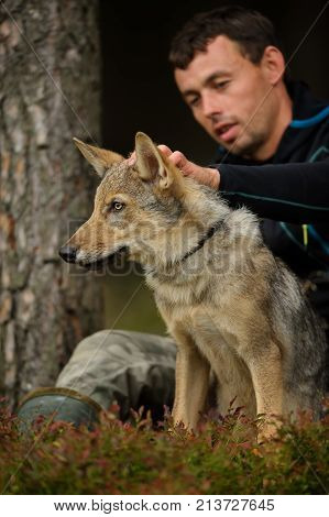 wolf cub on leash with white man taking care of him. Friendship in forest between man and wild animal.