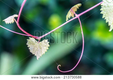Heart Shaped  Jagged Leaf On A Vine In Selective Focus