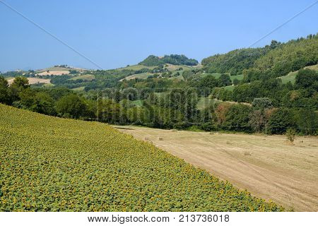 Rural landscape at summer along the road from Fermo to Monterubbiano (Marches italy)