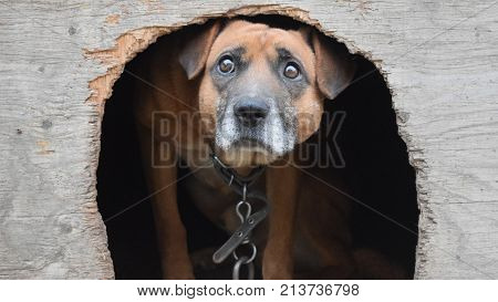 Guard dog to the kennel on the chain.