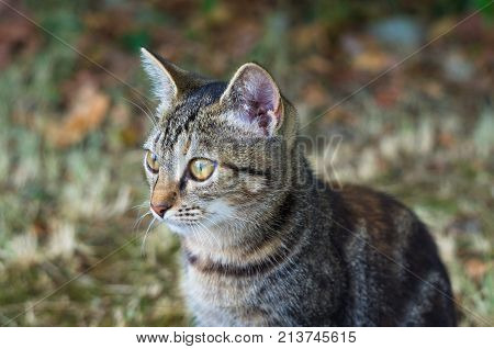 Cute Variegated Striped City Little Kitty, Close-up